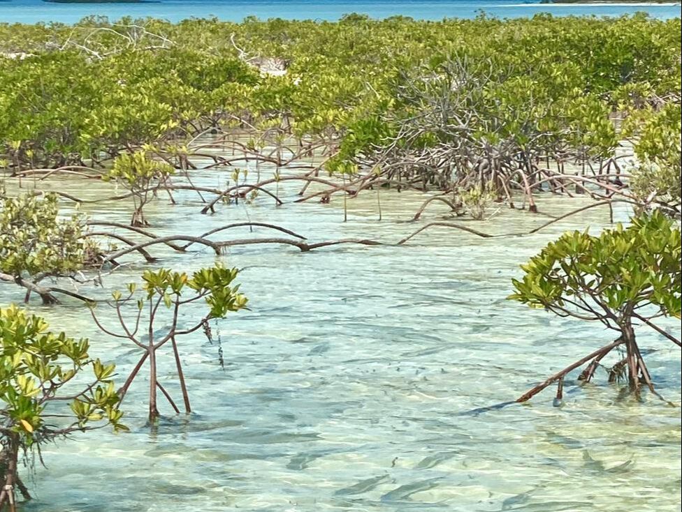 Mangroves with cruising bonefish